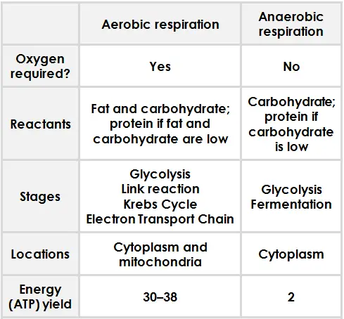Aerobic respiration vs anaerobic respiration