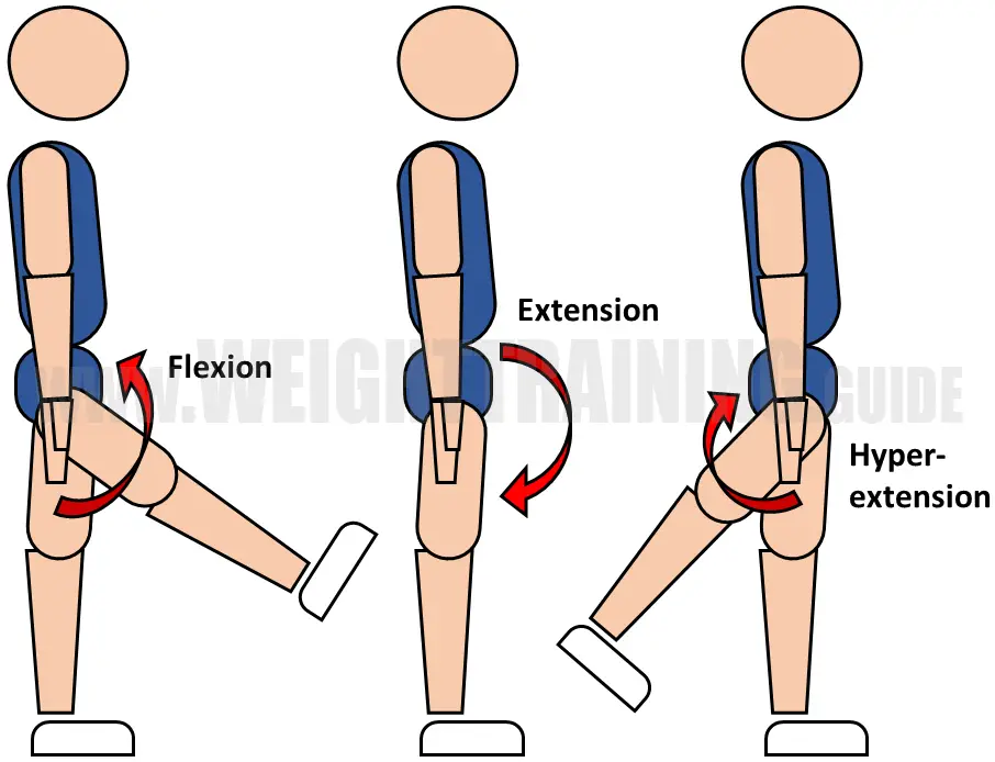 Flexion, extension, hyperextension of hip