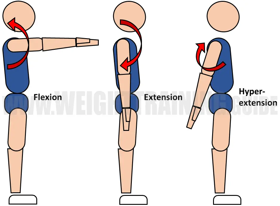 Flexion, extension, hyperextension of shoulder