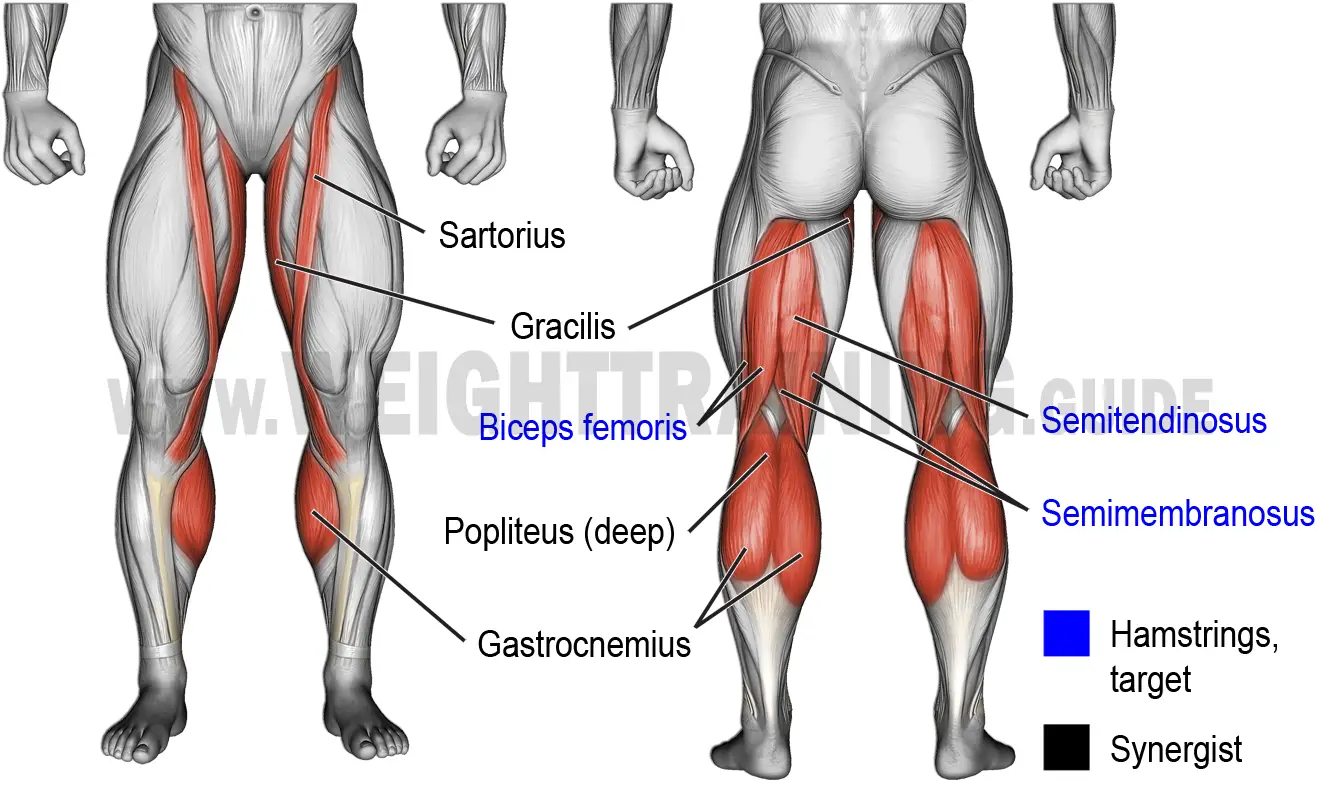 Muscles activated by knee-flexion exercises