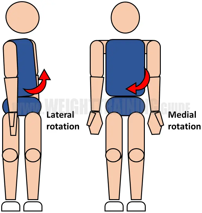 Lateral and medial rotation of waist