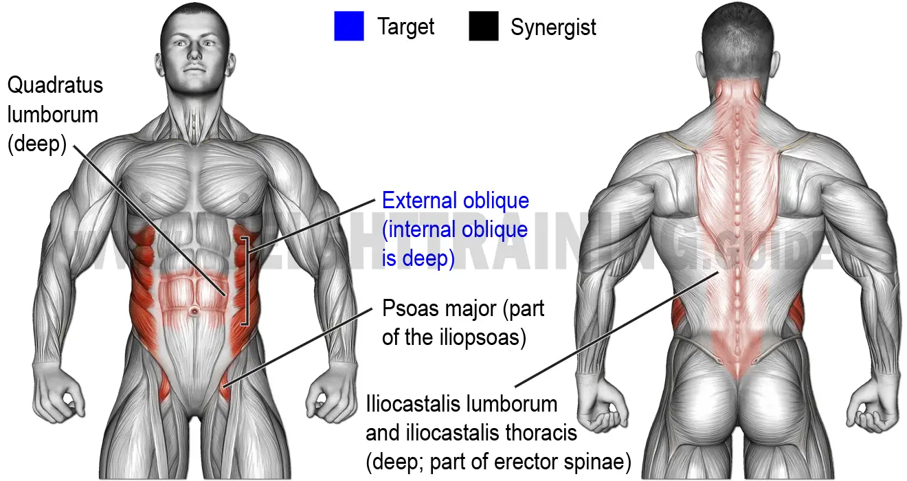 Muscles activated by seated-waist-rotation and lateral-waist-flexion exercises