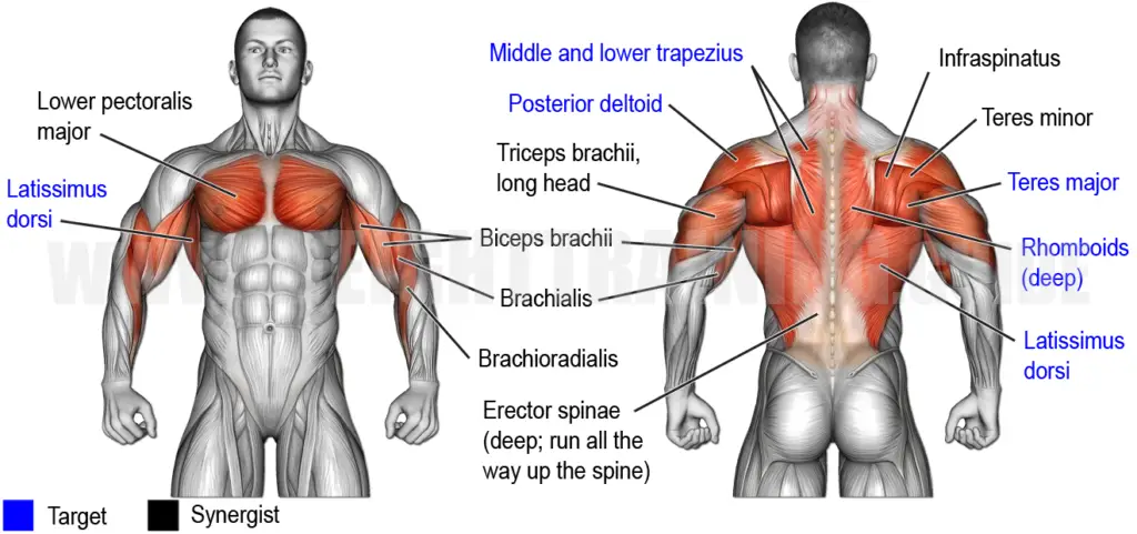 Muscles activated by wide-grip cable row exercise