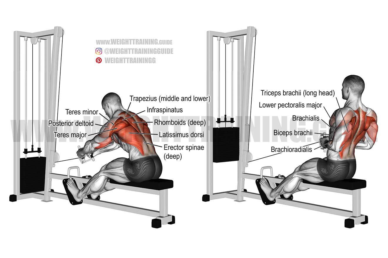 Seated cable row exercise