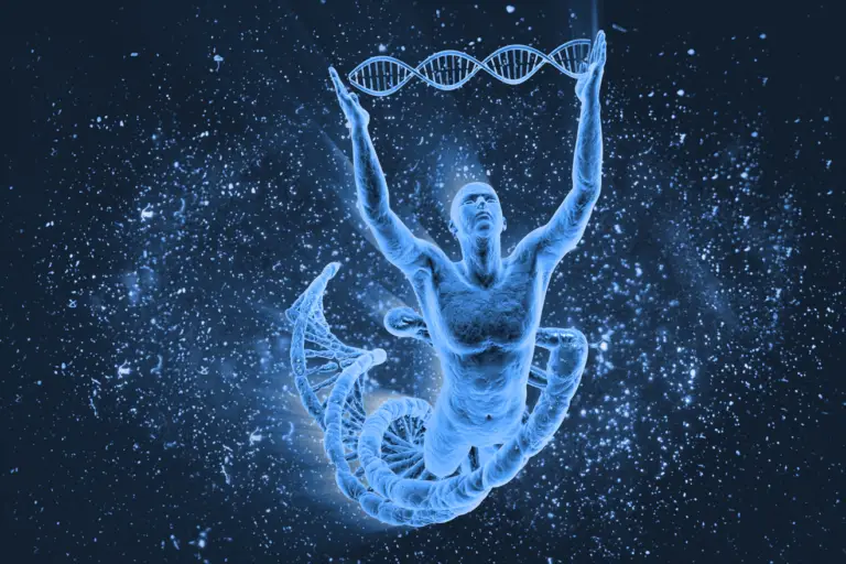 Genetic factors that limit muscle growth