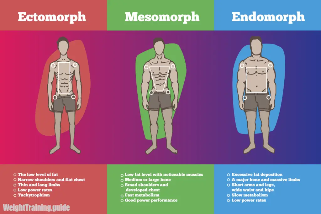 Somatotypes - ectomorph, mesomorph and endomorph