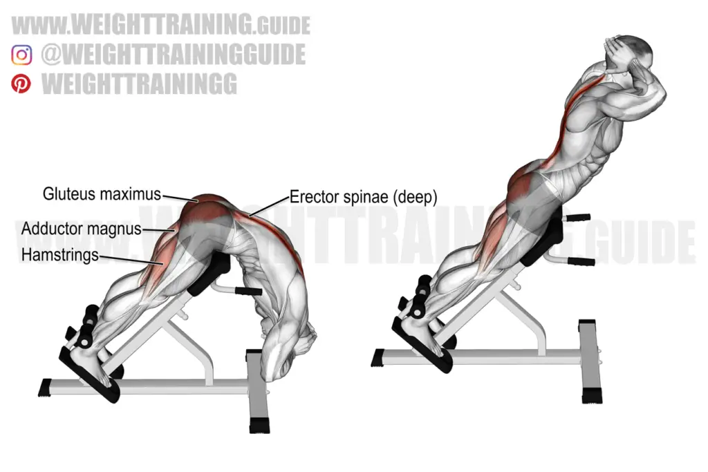 Hyperextension Exercise Instructions And Video Weight Training Guide