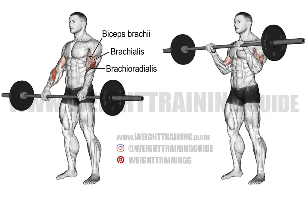 Barbell reverse curl exercise instructions and video | Weight Training ...