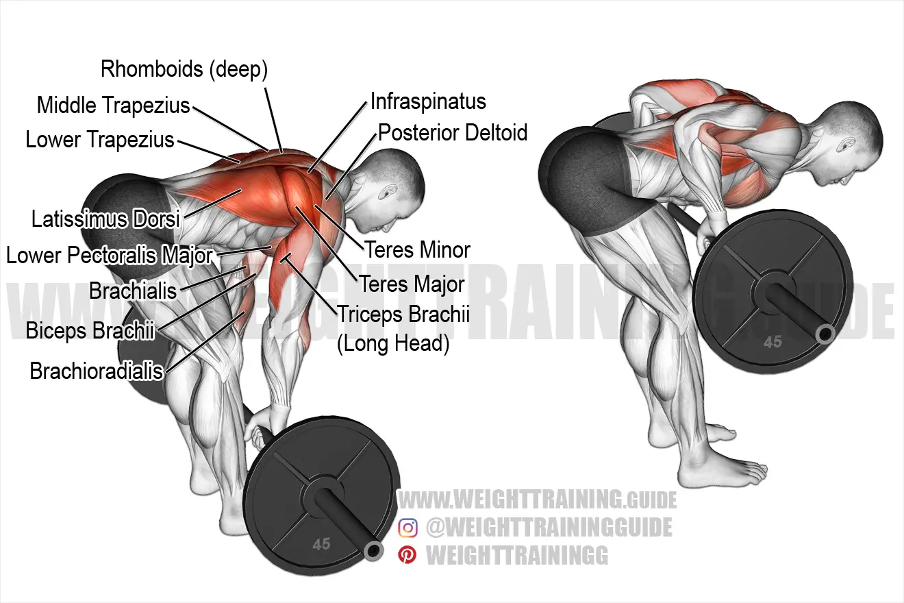 Bent-over barbell row exercise