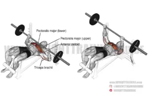 Decline barbell bench press guide and video | Weight Training Guide