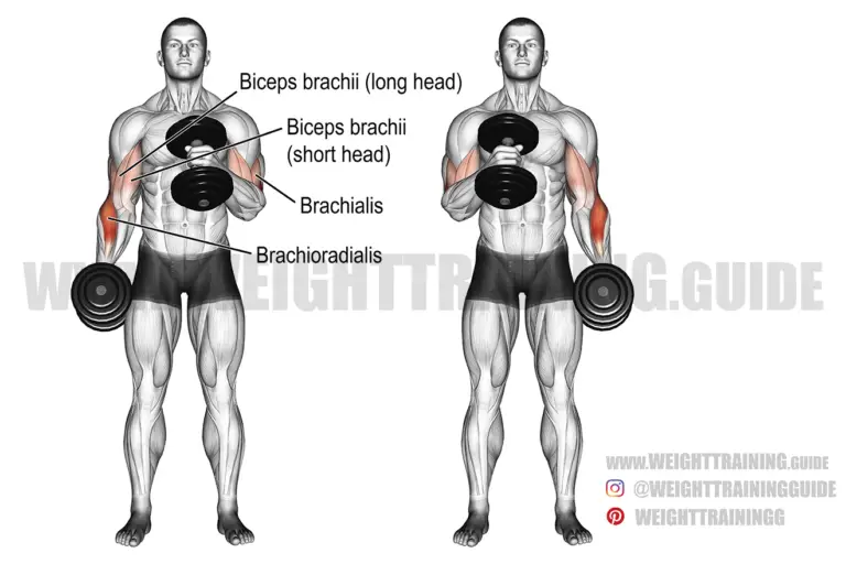 Cross-body Hammer Curl Instructions And Video 