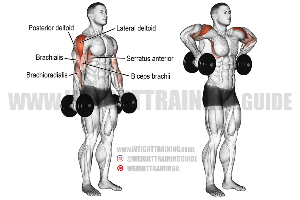 Dumbbell armpit row instructions and video | Weight Training Guide