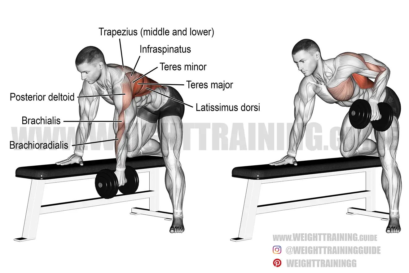 Bent-over dumbbell row exercise