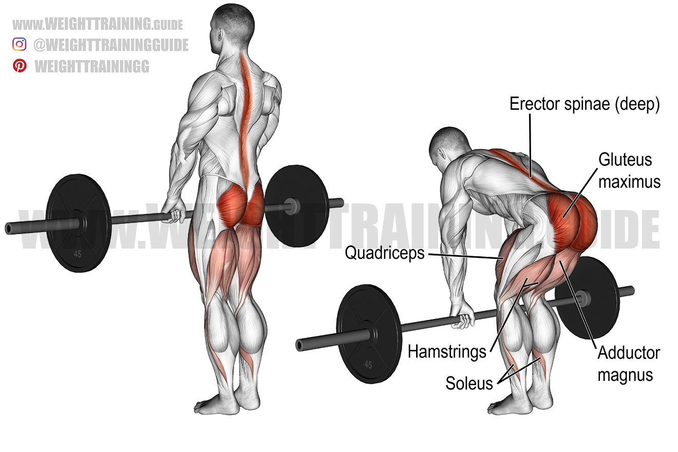 Romanian deadlift exercise instructions and video Weight Training Guide