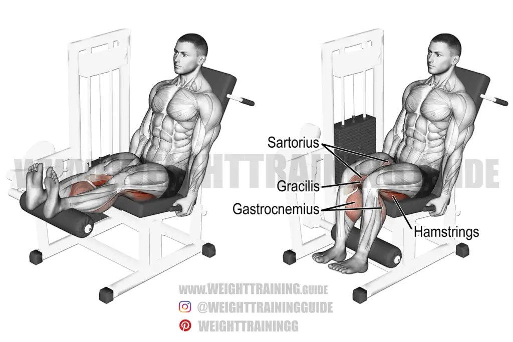 Seated Leg Curl Exercise Instructions And Video Weight Training Guide 3249