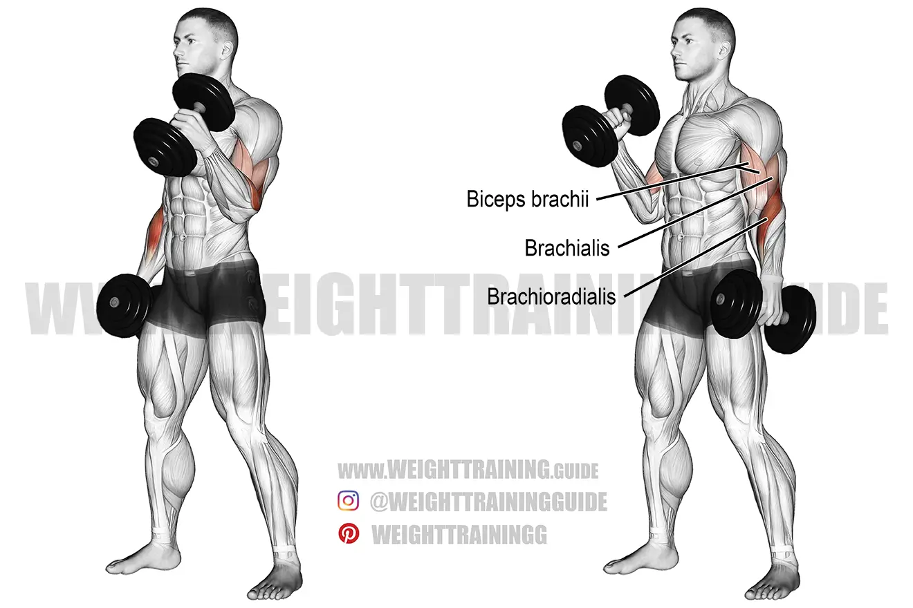 brachialis exercises