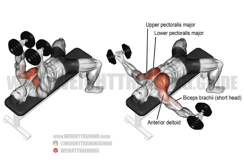 Dumbbell Bulgarian Split Squat Guide And Video Weight Training Guide 