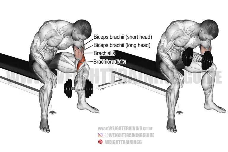 Dumbbell reverse-grip concentration curl