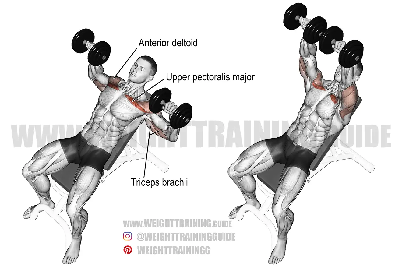 Incline dumbbell bench press exercise