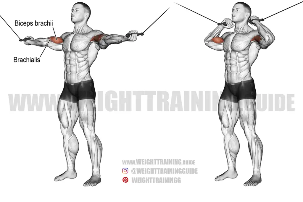 Overhead cable curl exercise instructions and video | WeightTraining.guide