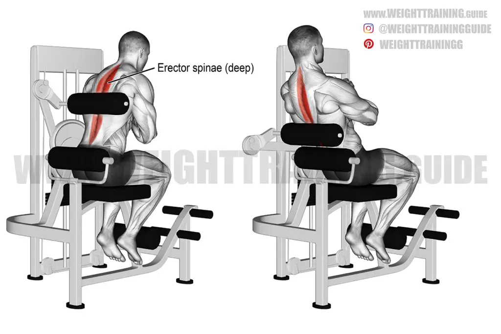 Machine back extension exercise