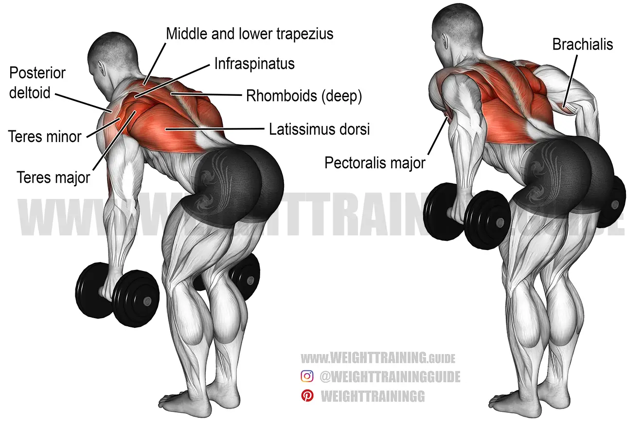 Bent-over two-arm dumbbell row exercise