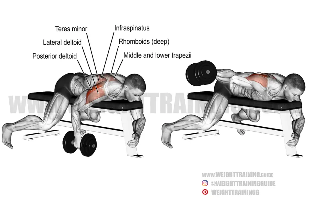 Lying one-arm reverse dumbbell fly exercise instructions and video