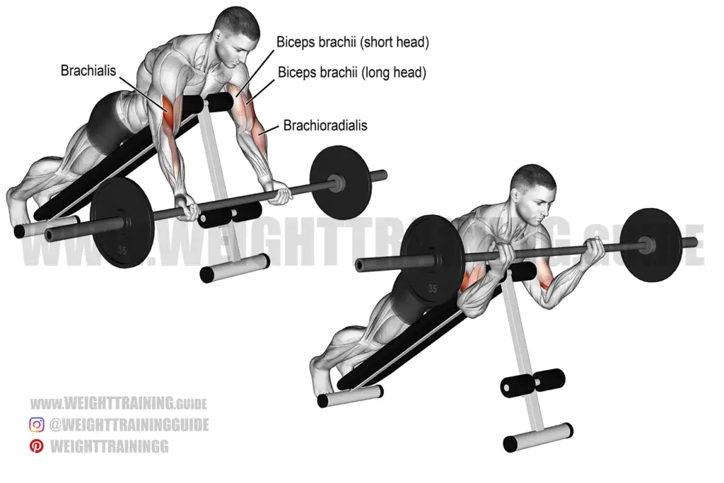 Prone incline barbell curl instructions and video | Weight Training Guide