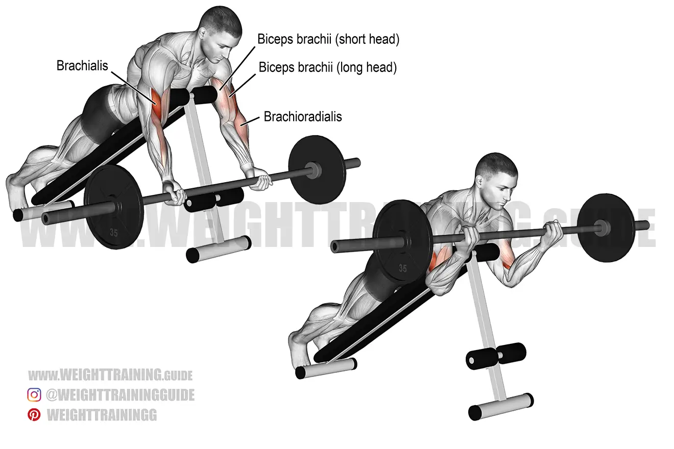 Prone incline barbell curl exercise
