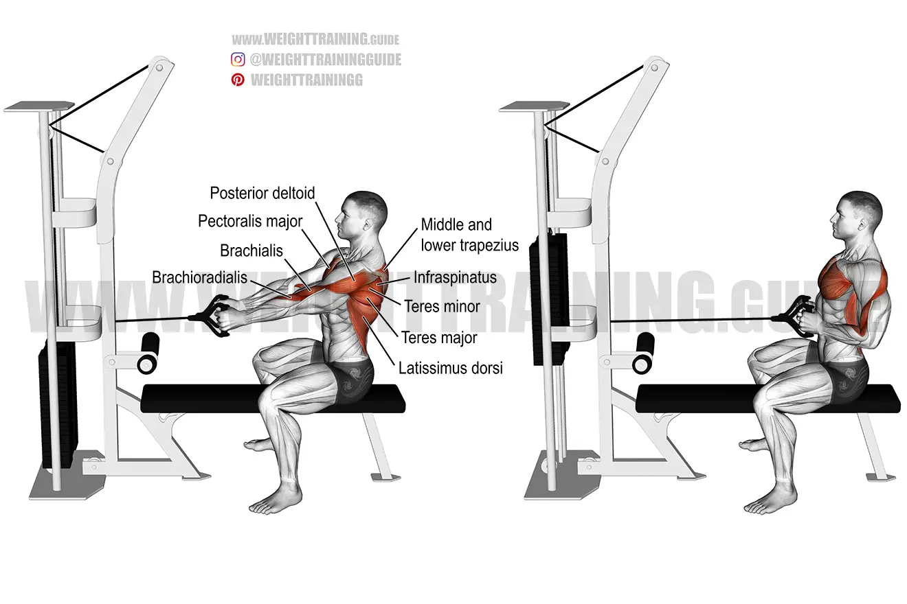 Seated Cable Rows, Exercise Videos & Guides