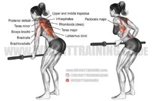 Underhand Yates row exercise guide and video | Weight Training Guide