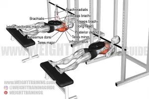 Weighted inverted row exercise guide and video | Weight Training Guide