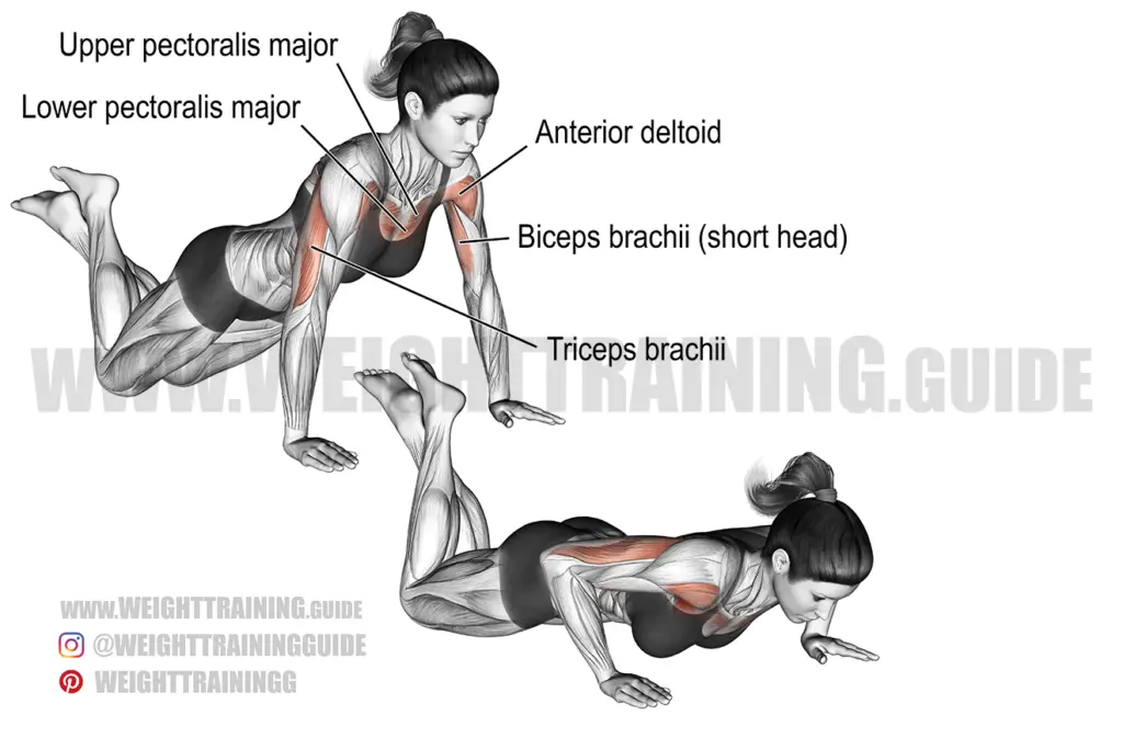 Knee pushup exercise instructions and video Weight Training Guide