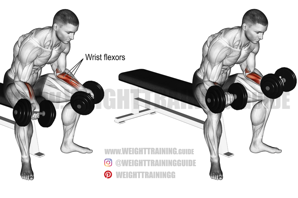 Seated dumbbell wrist curl exercise instructions and video