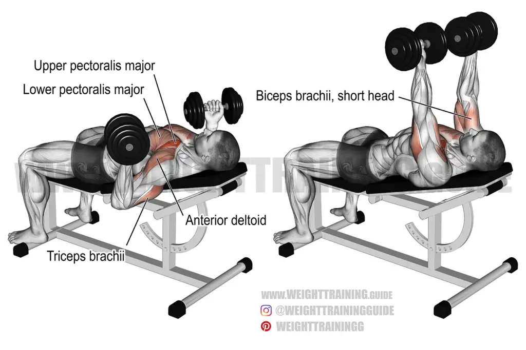 Incline Dumbbell Press Position