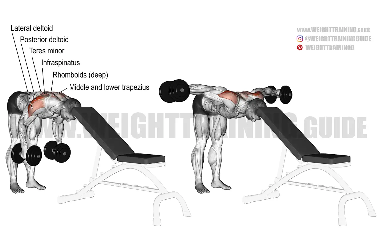 Head-supported reverse dumbbell fly exercise