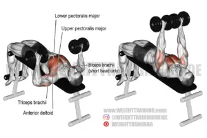 Decline dumbbell bench press exercise instructions and video