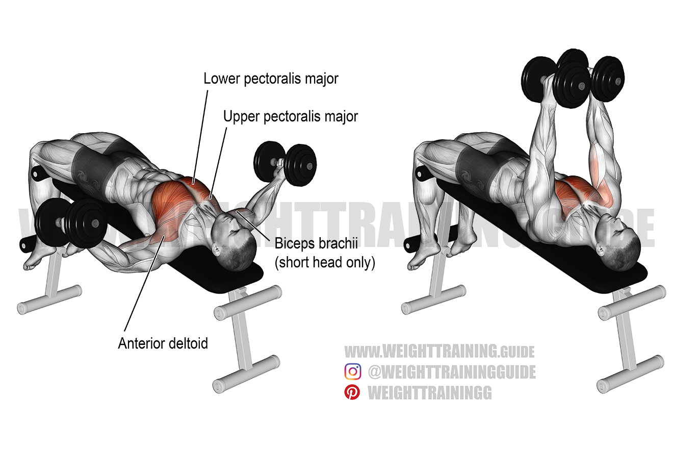 Decline dumbbell fly exercise instructions and video WeightTraining.guide