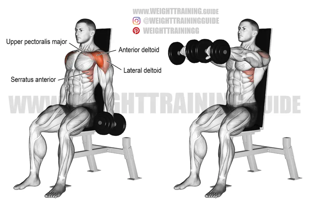 Seated dumbbell front raise exercise instructions and video