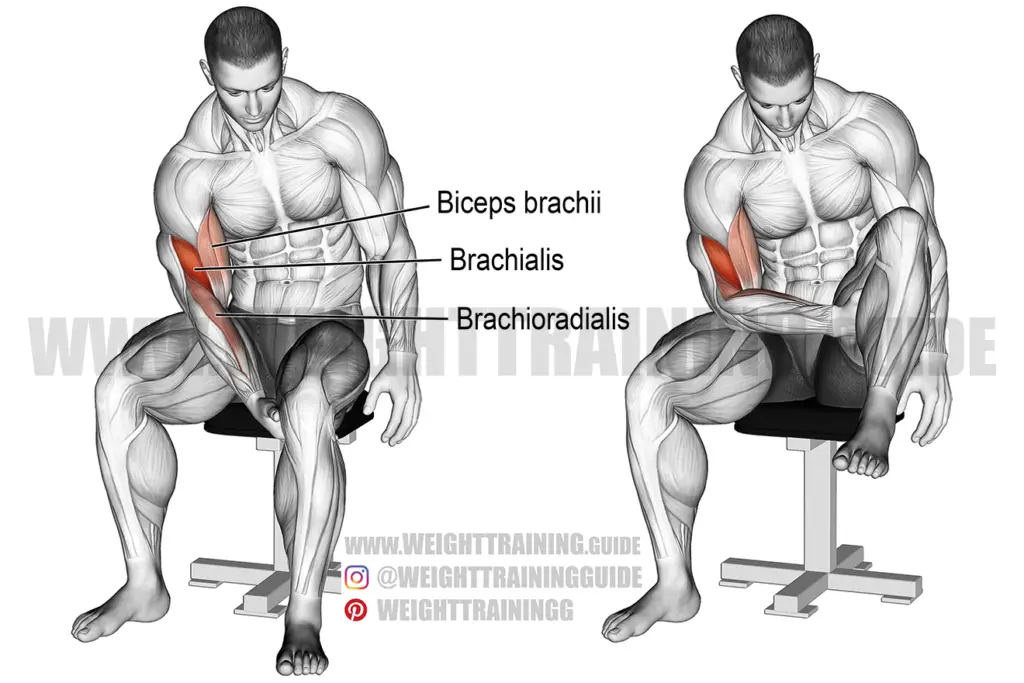 Biceps leg curl exercise