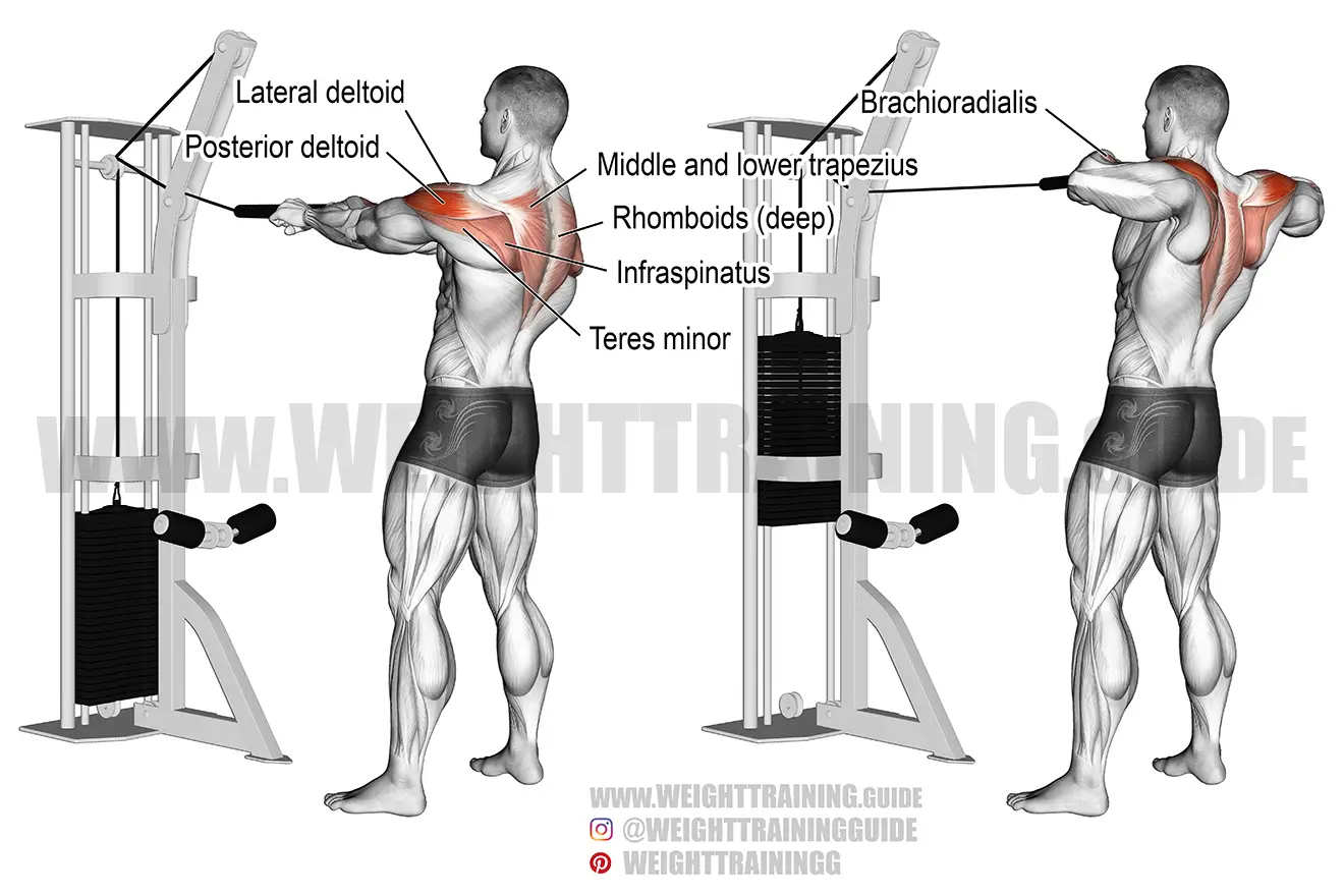 Standing cable rear delt row with rope exercise