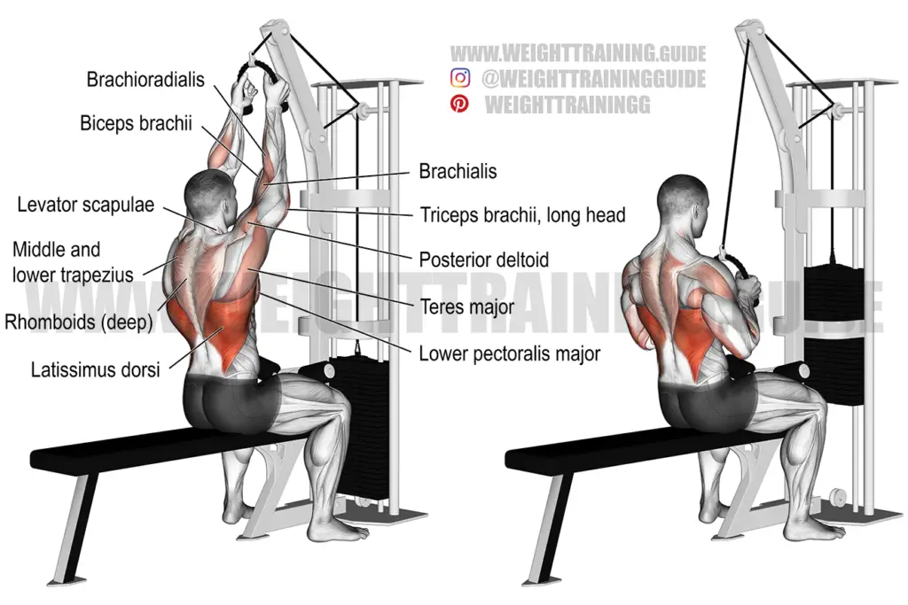 Latissimus dorsi archives weight training guide