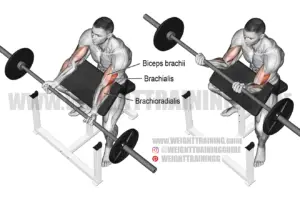 Barbell preacher curl exericse instructions and video | Weight Training ...