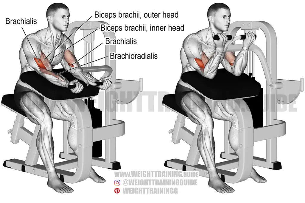 Machine preacher curl instructions and video | Weight Training Guide