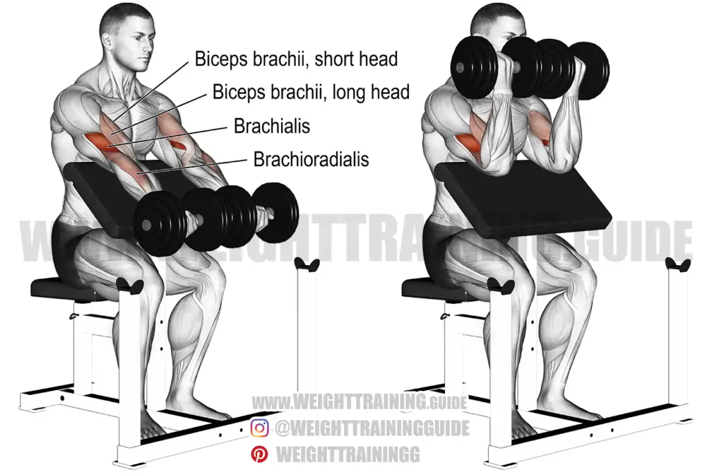 Dumbbell Preacher Curl Instructions And Video | Weight Training Guide