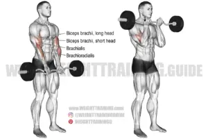 Close-grip EZ bar curl instructions and video | Weight Training Guide