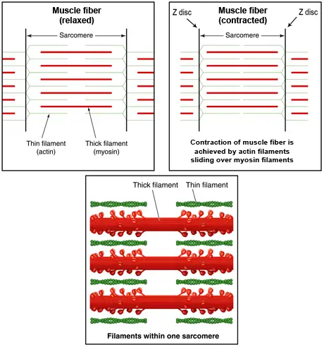 Actin and myosin muscle fiber contraction