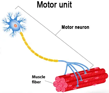 Motor unit with motor neuron and muscle fibers