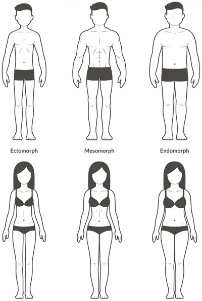 The characteristics of the three main body types (somatotypes), ectomorph, mesomorph, and endomorph