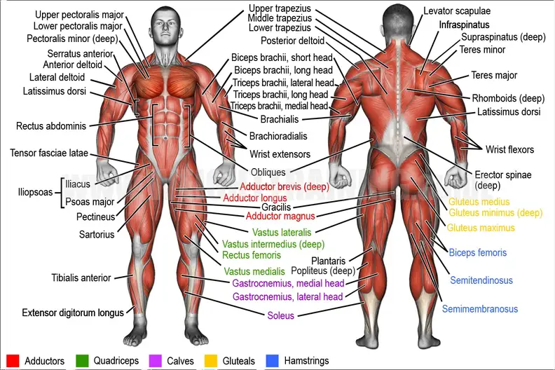 Learn Muscle Names Weight Training Guide